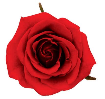 Rose Cherry Love 50/60cm rfi