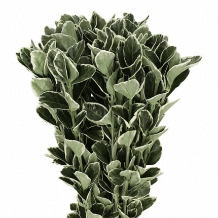 Euonymus White Spire holl