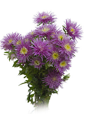 Aster beauty lav region(25)