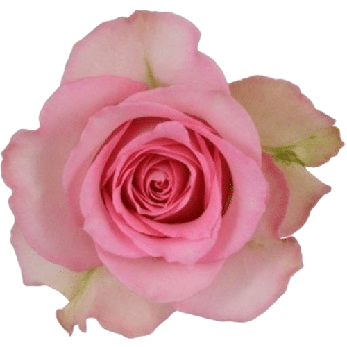 b15369f5-8956-4ef9-9f9a-22bfbd6965a0.png Rose SweetUnique 70cm ecuatori - Image 1