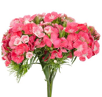 Dianthus Coral rfi