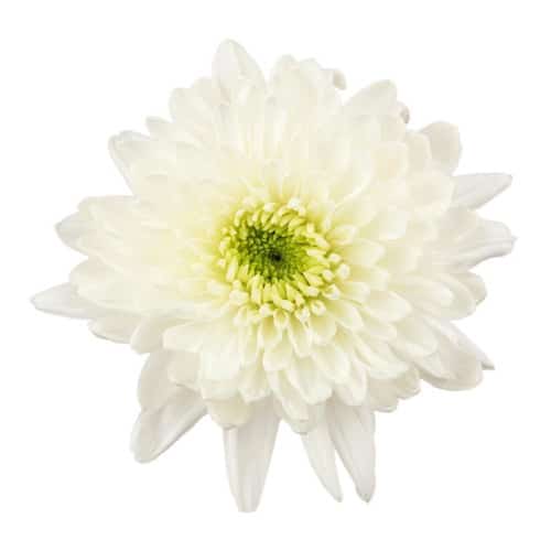 b154f0a7-f32f-4413-9827-16da5138630d.jpg Mum Cremon White cont fl - Image 1