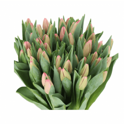 Tulip DkPink holl dmaster