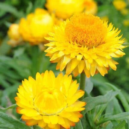 Straw Flowers can