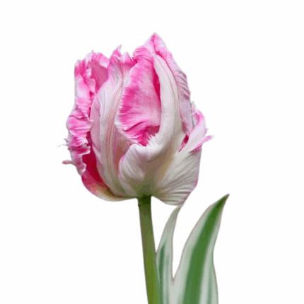 Tulip Parrot Elsenburg canada