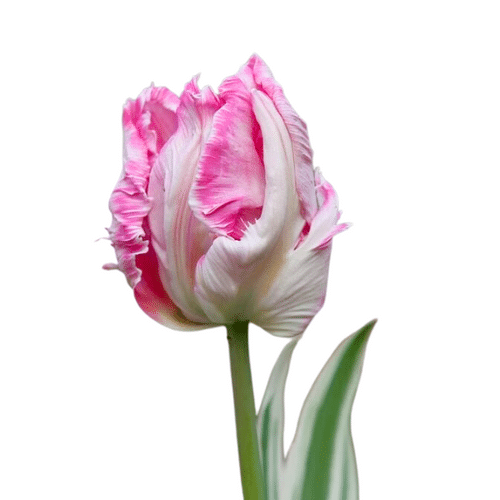 b16cf8c5-dc9a-4596-934d-02892e44f857.png Tulip Parrot Elsenburg canada - Image 1