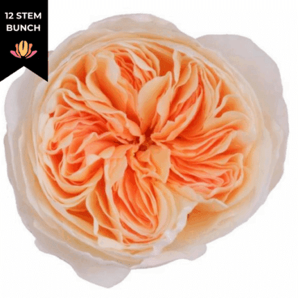 Rose Gdn Juliet holex(12st)