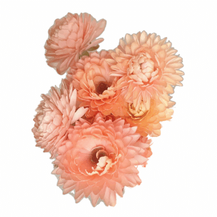 Ranunculus Moderna Rivera Peac