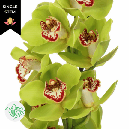 Cymbidium Kill Bill holl(STEM)