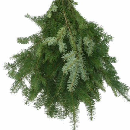 Douglas Fir Strathmyer
