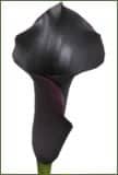Calla eclipse holl