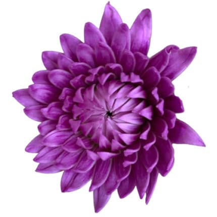 Dahlia Moonstone holex(5st)