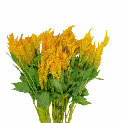 Celosia Yellow local