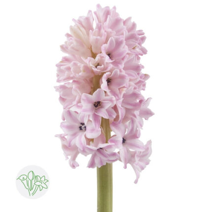 HYACINTH light pink holl