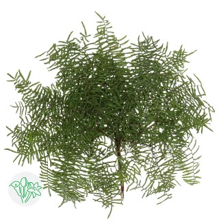 Coral Fern Polypodioides holl