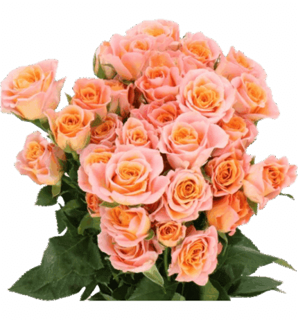 RoseSpray Sundial holex