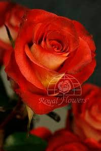 Rose Leonidas 40cm fresc