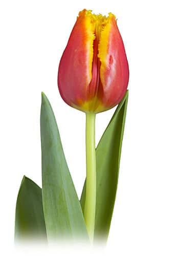 Tulip Frill Gusto holl