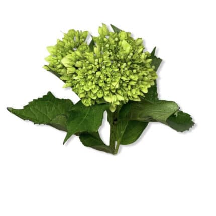 Hydrangea Mini Green(50case)hy