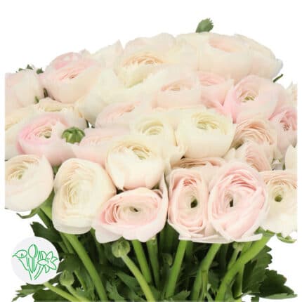 Ranunculus Clooney Hanoi holl