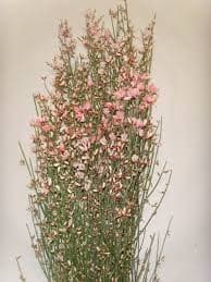Ginestra Pink holl