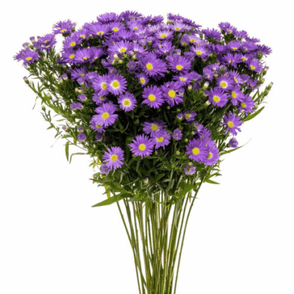 Casino Purple valleflora