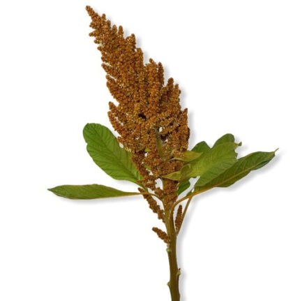 Amaranthus Bronze camflor