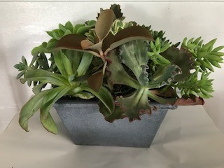 14" SUCCULENT GARDEN