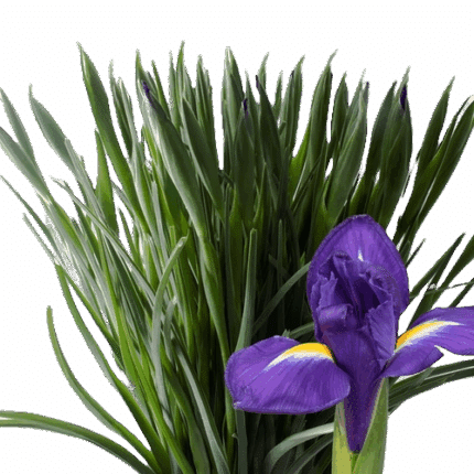 Iris BlueMagic Holland