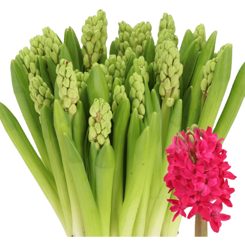 b22f0391-030d-40d7-acc6-5579c060676a.png Hyacinth Amore holl(5st) - Image 1