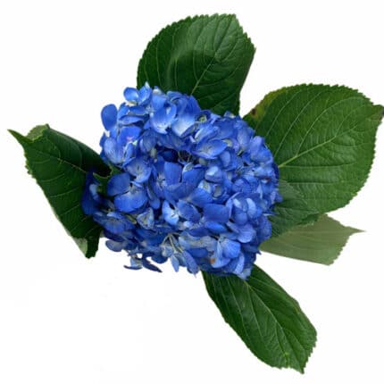 Hydrangea Shocking Blue trilog