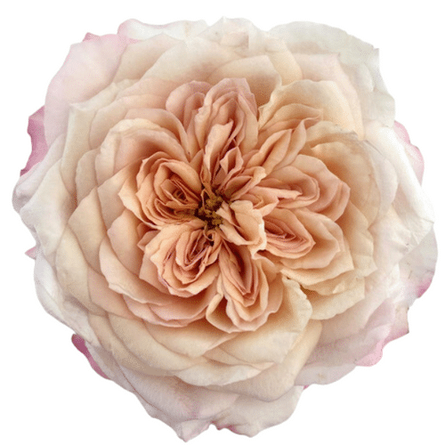 b245fe85-6ad4-45d9-9877-d08c09773ede.png Rose Gdn Miyabi Brown rprima(2 - Image 1