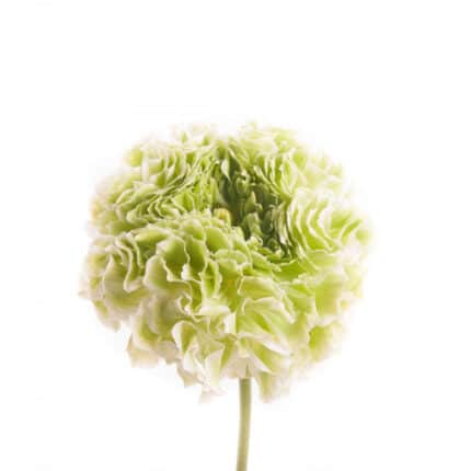 Ranunculus Pon Grn&White fresca