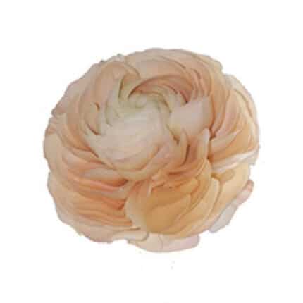 Ranunculus Clooney GrandPastel