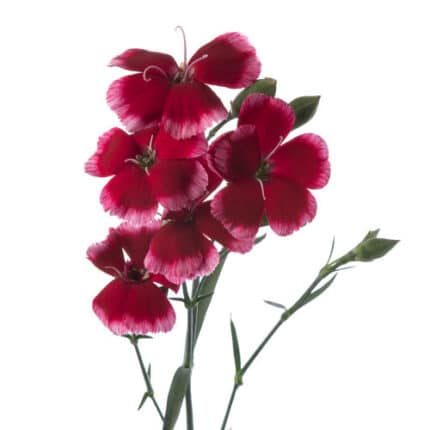 Dianthus Sparkz Burgundy golde