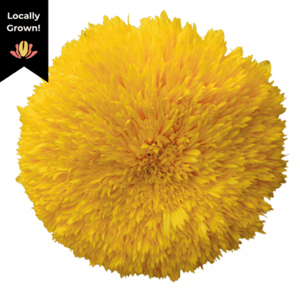 Sunflowers TeddyBear cramer
