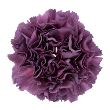 Carn Thrill Purple fresca