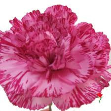 Carn. Sel. Lt.Pink/White