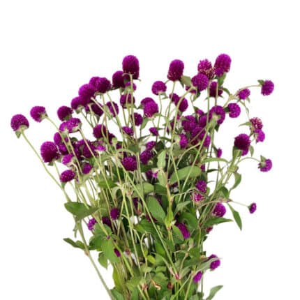 Gomphrena Purple camflor