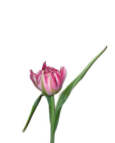 Tulip Double Lt Pink holl