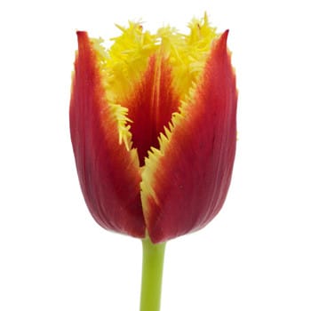 Tulip Frill Flame of Valery ho