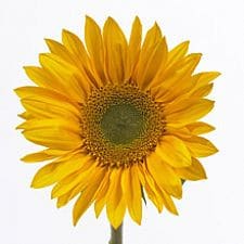 Sunflower Mini Gold face crame