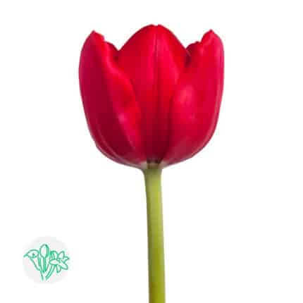 Tulip Il De France s.v.