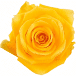 Rose Light House 50cm rprima - Image 2