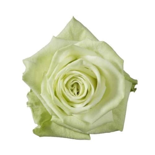 b2aea4e6-ff9d-461c-81a5-d6daaf1fd5c5.jpg Rose Green Tea 40cm rprima - Image 1