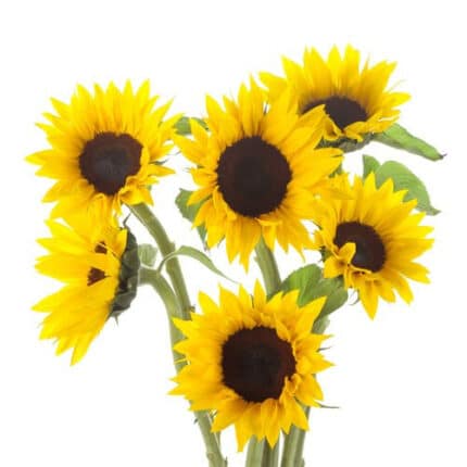 Sunflower Petite galleria 10st