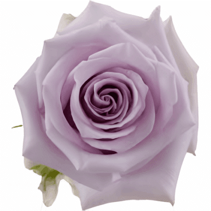 Rose Ocean Song 50cm Misty