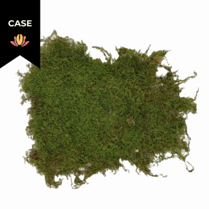 Moss Sheet (case)