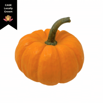 Pumpkins Jack-B-Littles raabs (case)