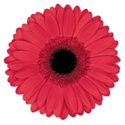 Gerber Hampton(25) holl red